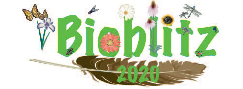 Bioblitz-2020-500px.jpg