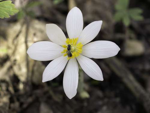 flower%2band%2bbee.jpg