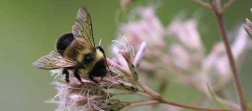 Bee.jpg