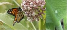 Monarch%2band%2bmilkweed.jpg